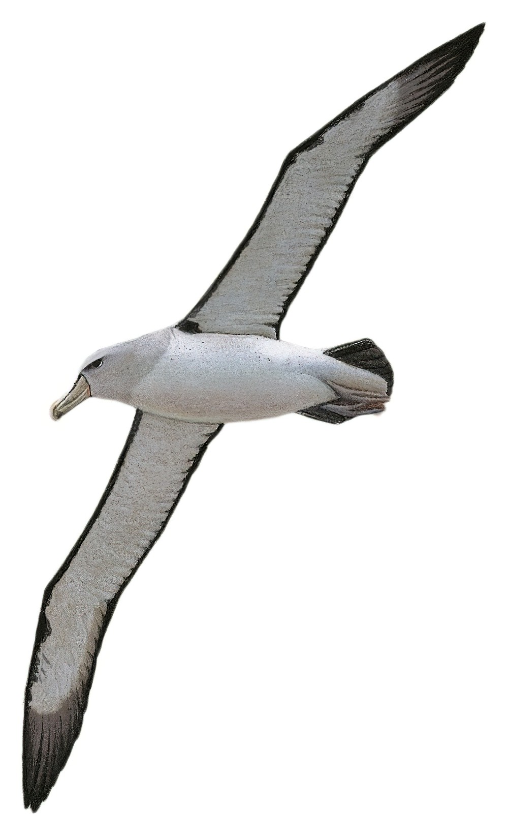Salvin\'s Albatross / Thalassarche salvini