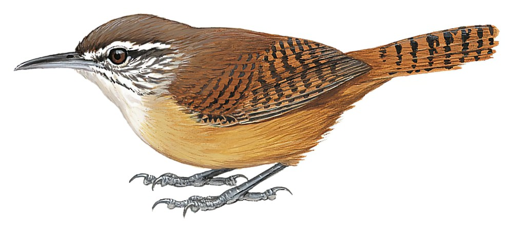 Buff-breasted Wren / Cantorchilus leucotis
