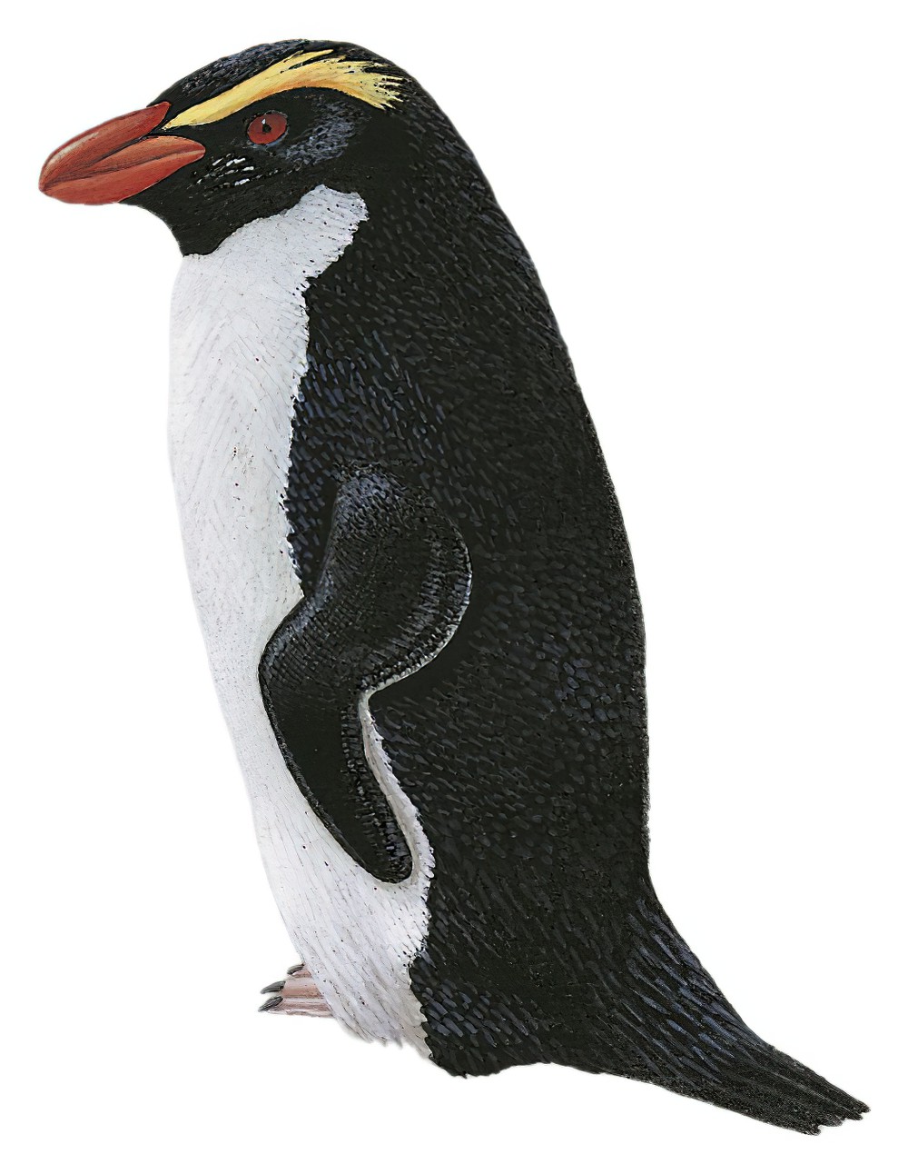Fiordland Penguin / Eudyptes pachyrhynchus
