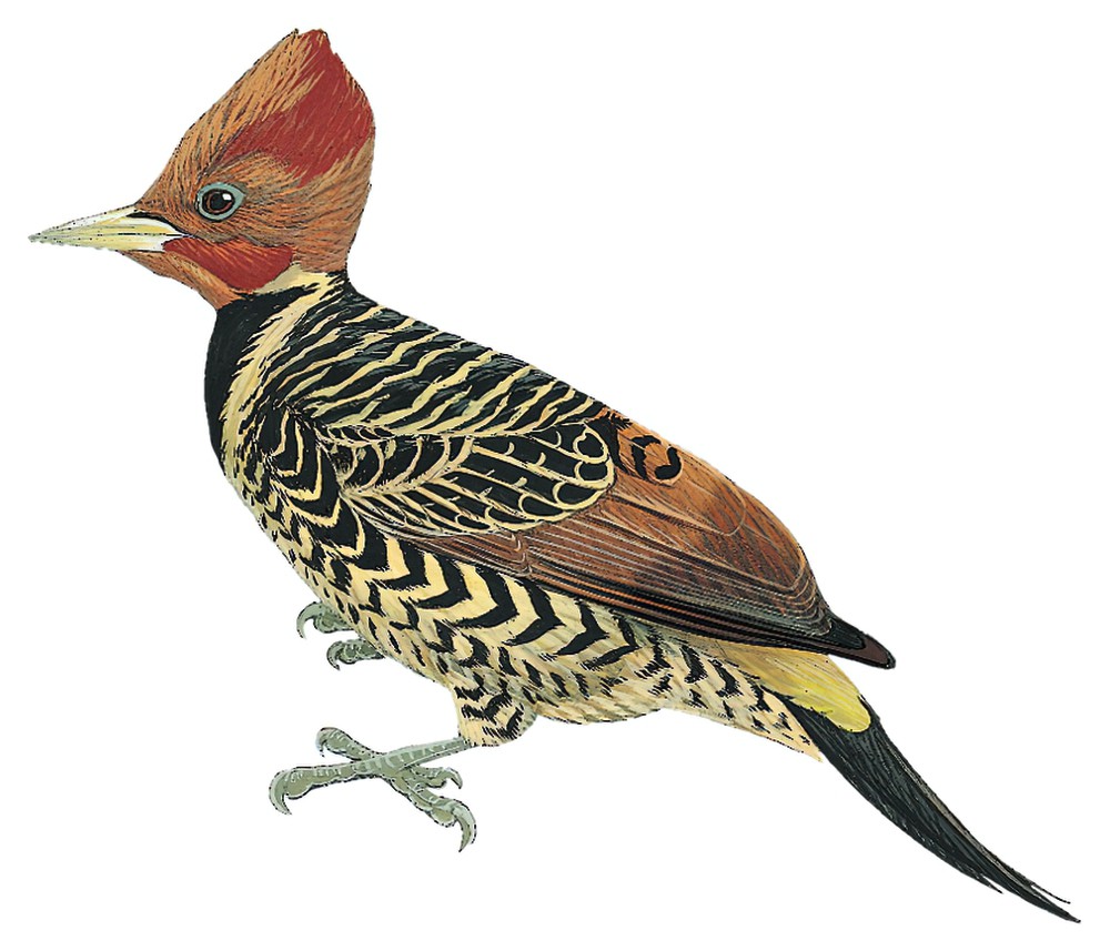 Rufous-headed Woodpecker / Celeus spectabilis