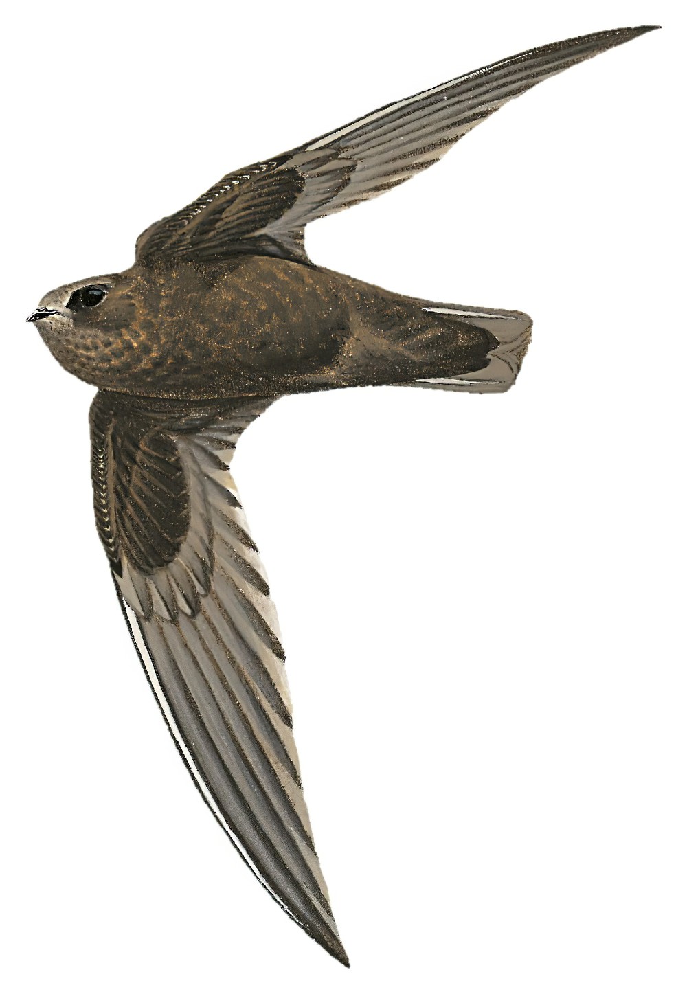White-fronted Swift / Cypseloides storeri