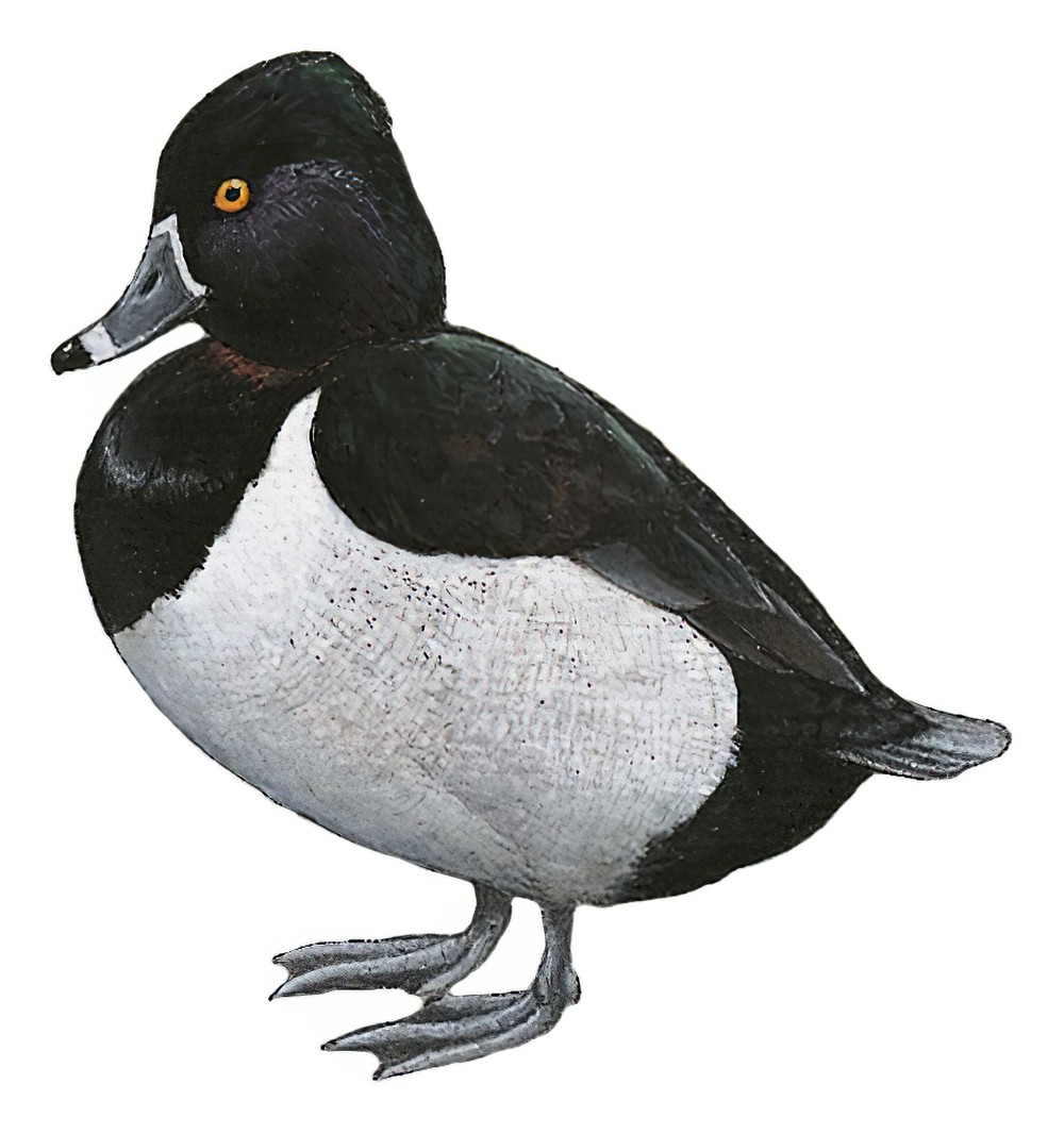 Ring-necked Duck / Aythya collaris