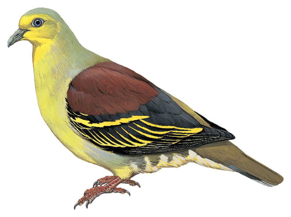 Sri Lanka Green-Pigeon / Treron pompadora