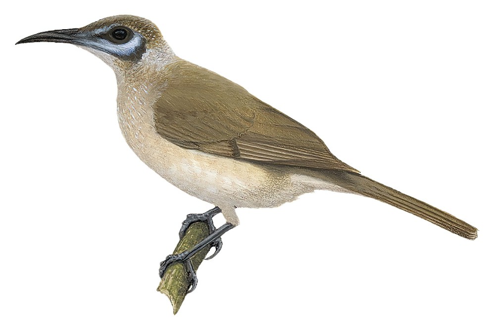 Little Friarbird / Philemon citreogularis