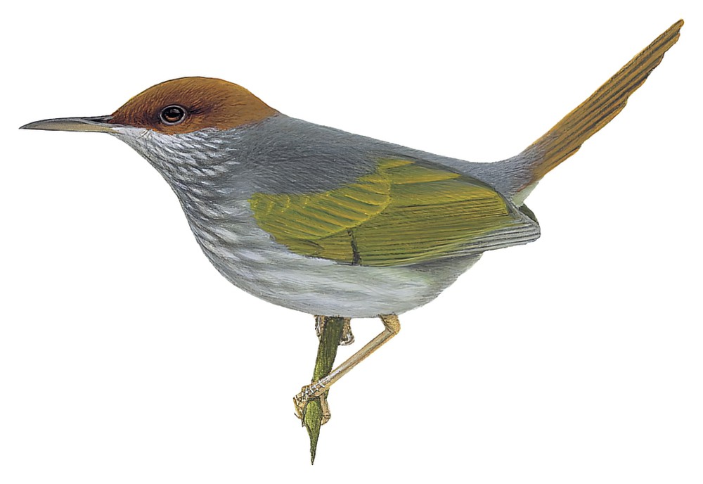 Gray-backed Tailorbird / Orthotomus derbianus