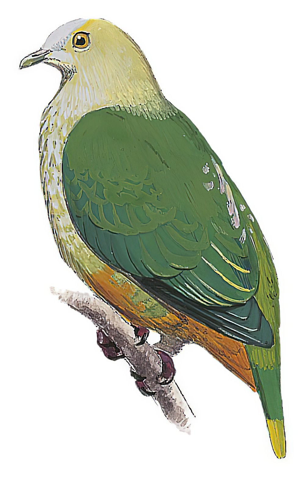 Silver-capped Fruit-Dove / Ptilinopus richardsii