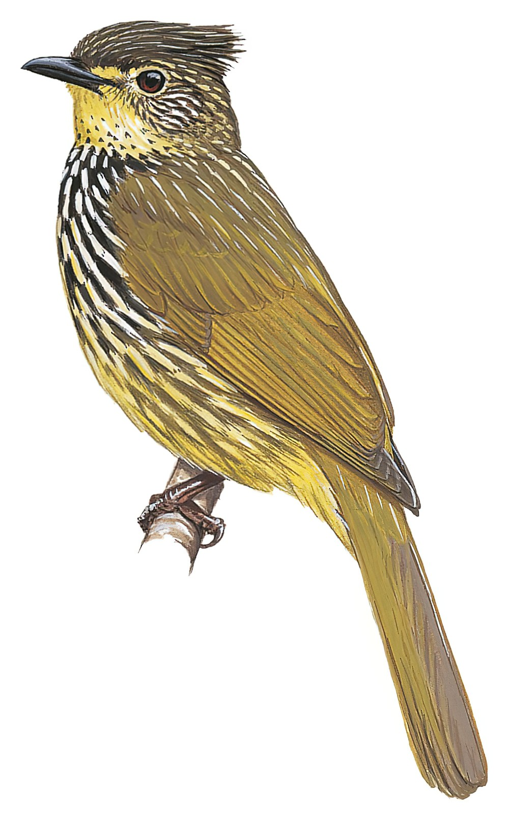 Striated Bulbul / Pycnonotus striatus