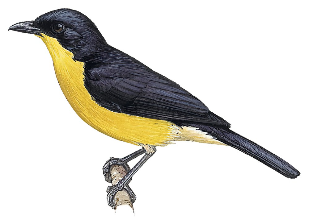 Yellow-breasted Boubou / Laniarius atroflavus