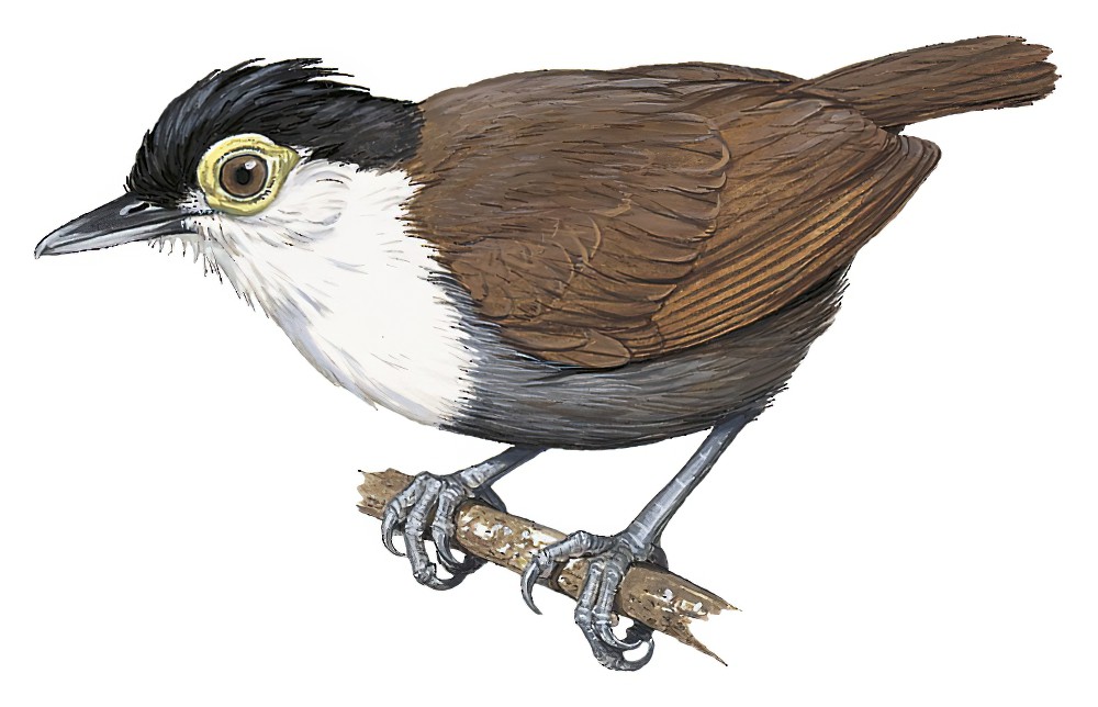 White-breasted Antbird / Rhegmatorhina hoffmannsi