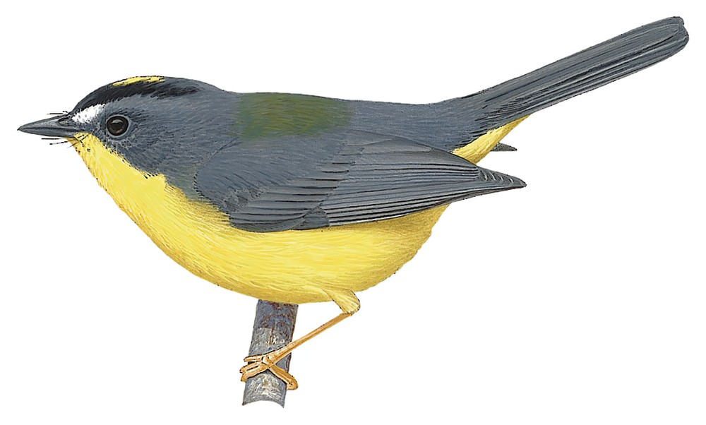 Gray-and-gold Warbler / Myiothlypis fraseri