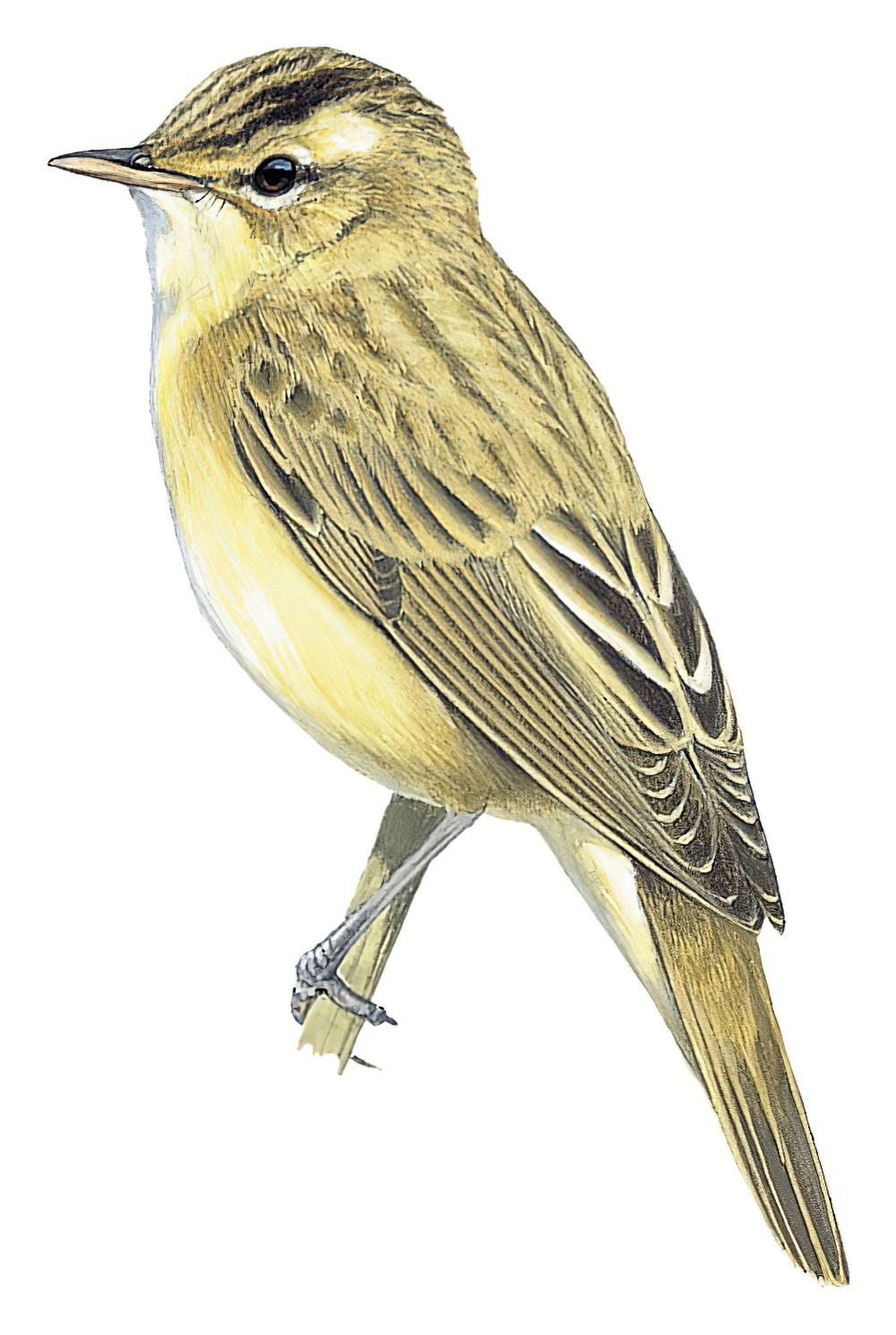 Streaked Reed Warbler / Acrocephalus sorghophilus