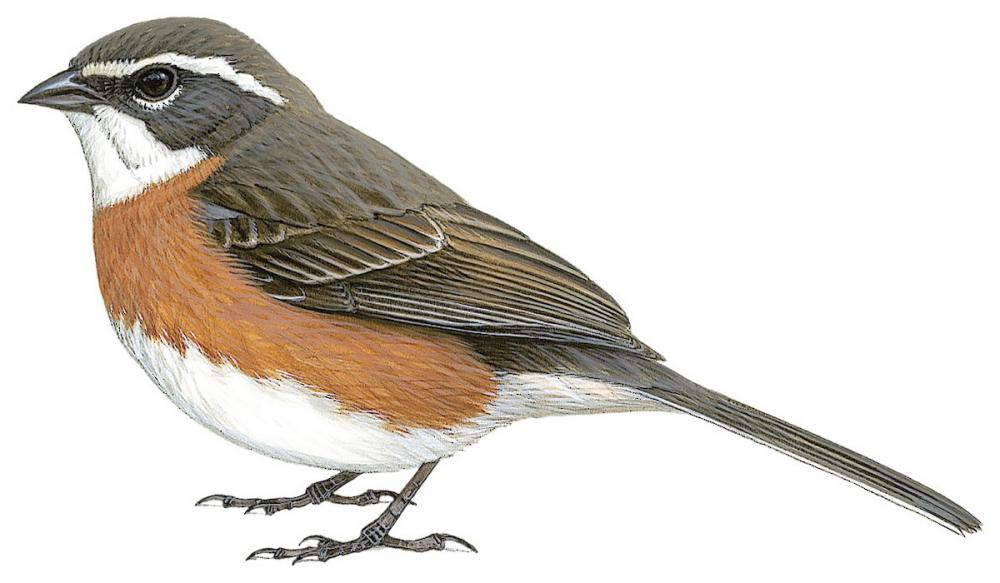 Bolivian Warbling-Finch / Poospiza boliviana