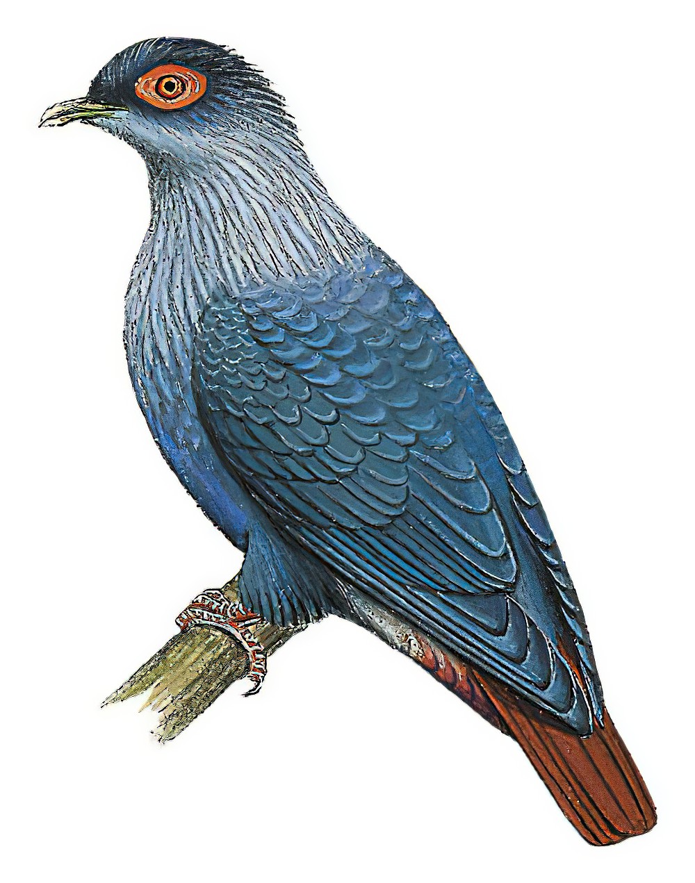 Madagascar Blue-Pigeon / Alectroenas madagascariensis