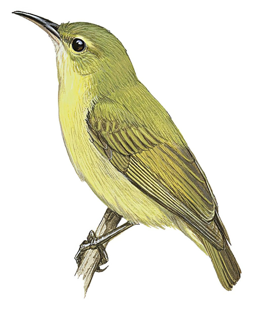 Little Green Sunbird / Anthreptes seimundi