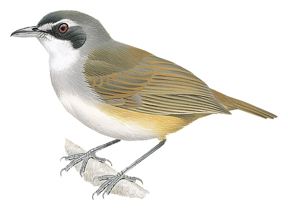 Gray-breasted Babbler / Malacopteron albogulare