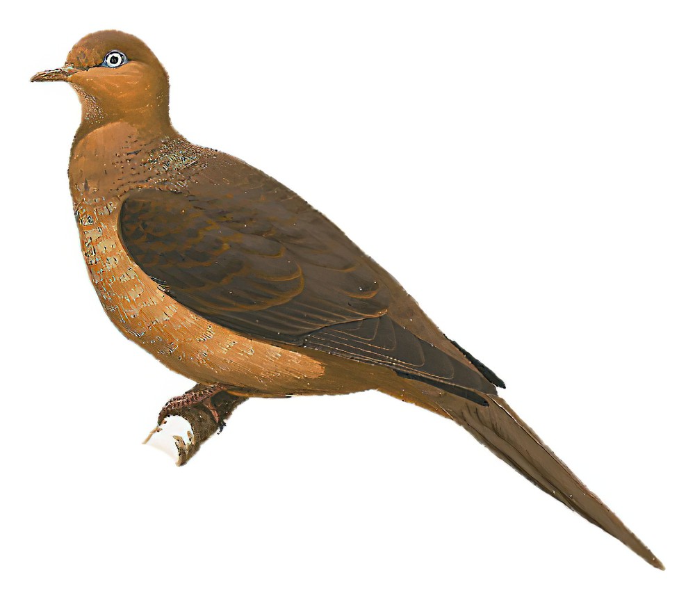 Little Cuckoo-Dove / Macropygia ruficeps