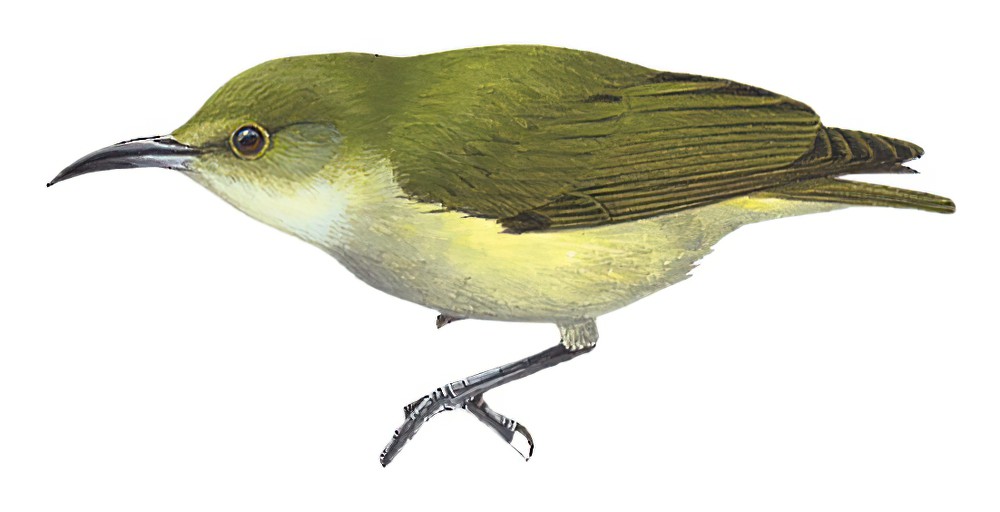 Pygmy Longbill / Oedistoma pygmaeum