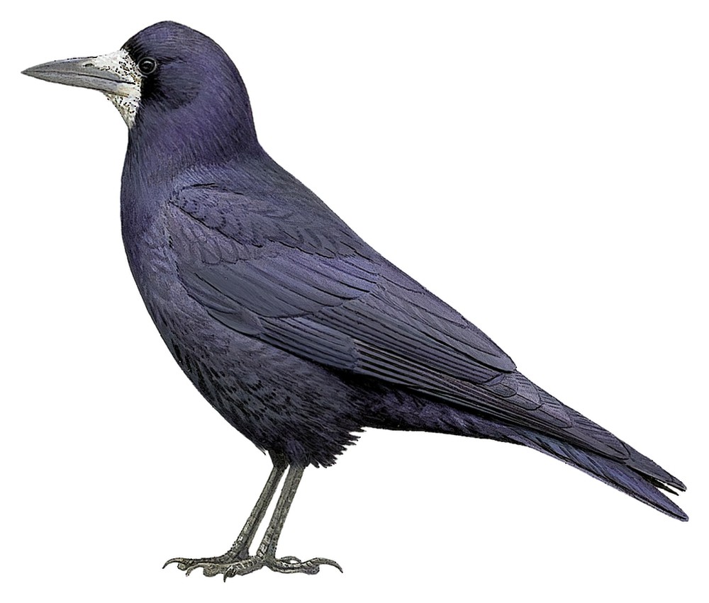 Rook / Corvus frugilegus