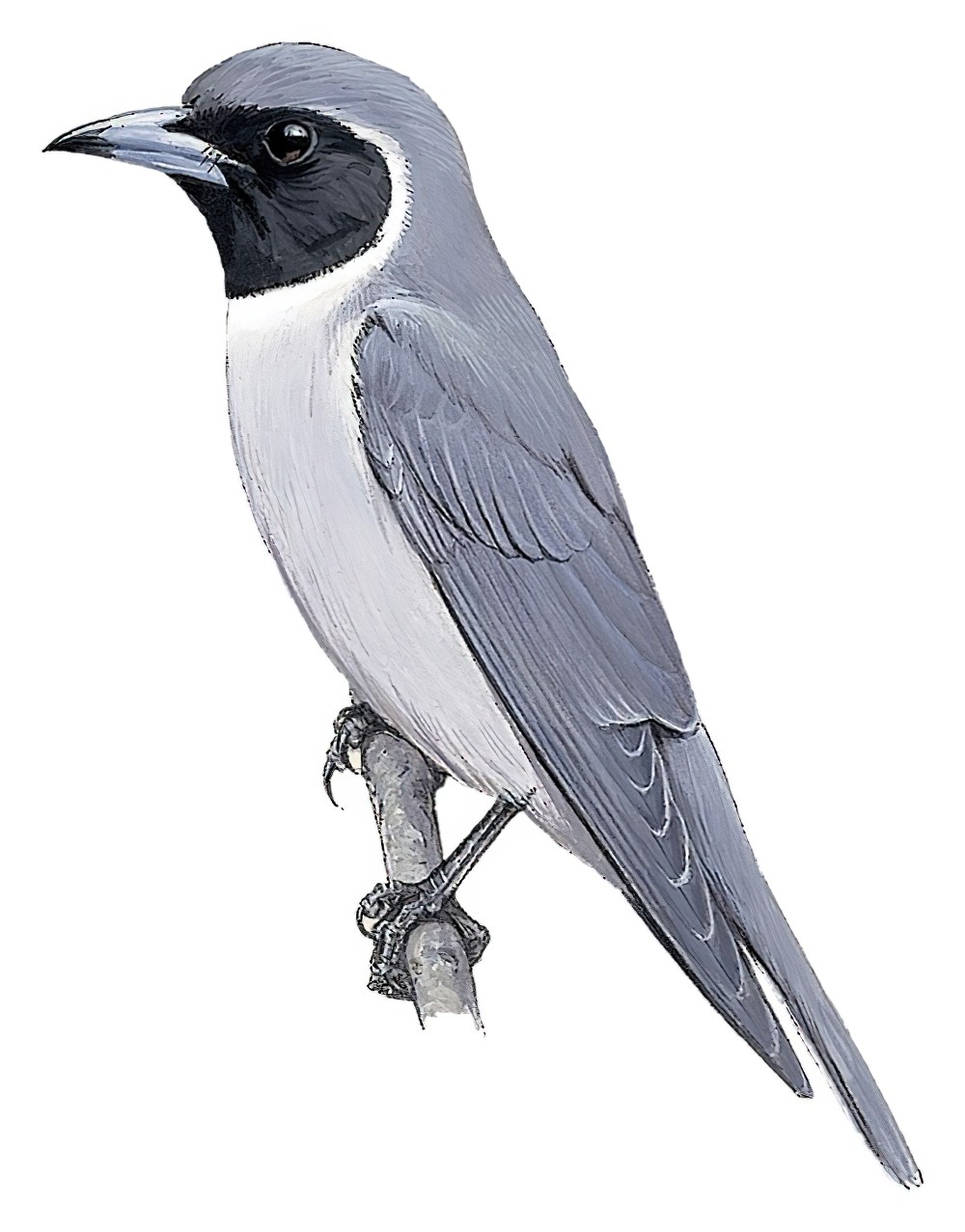 Masked Woodswallow / Artamus personatus