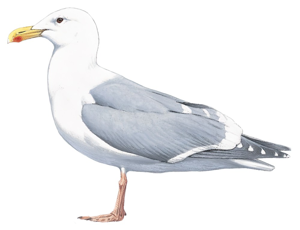Glaucous-winged Gull / Larus glaucescens