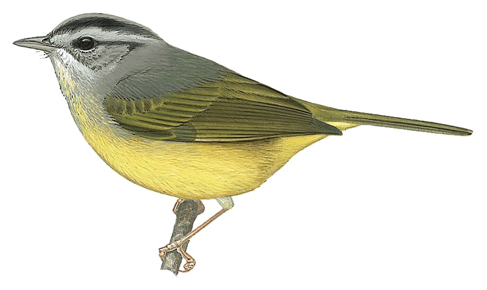 Three-banded Warbler / Basileuterus trifasciatus