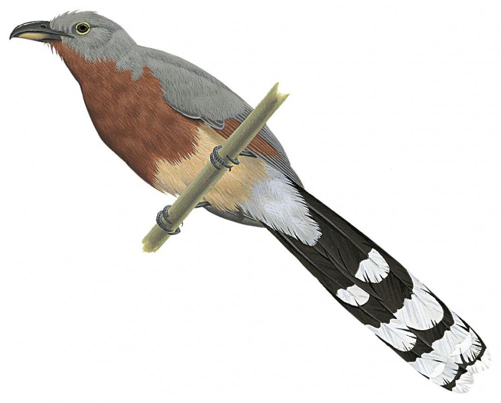 Bay-breasted Cuckoo / Coccyzus rufigularis