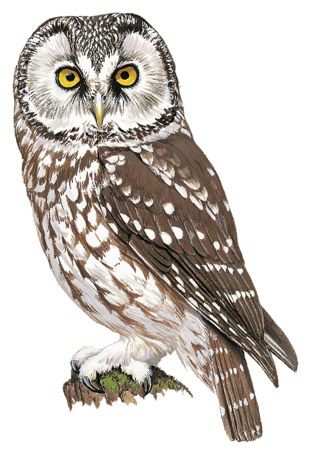Boreal Owl / Aegolius funereus