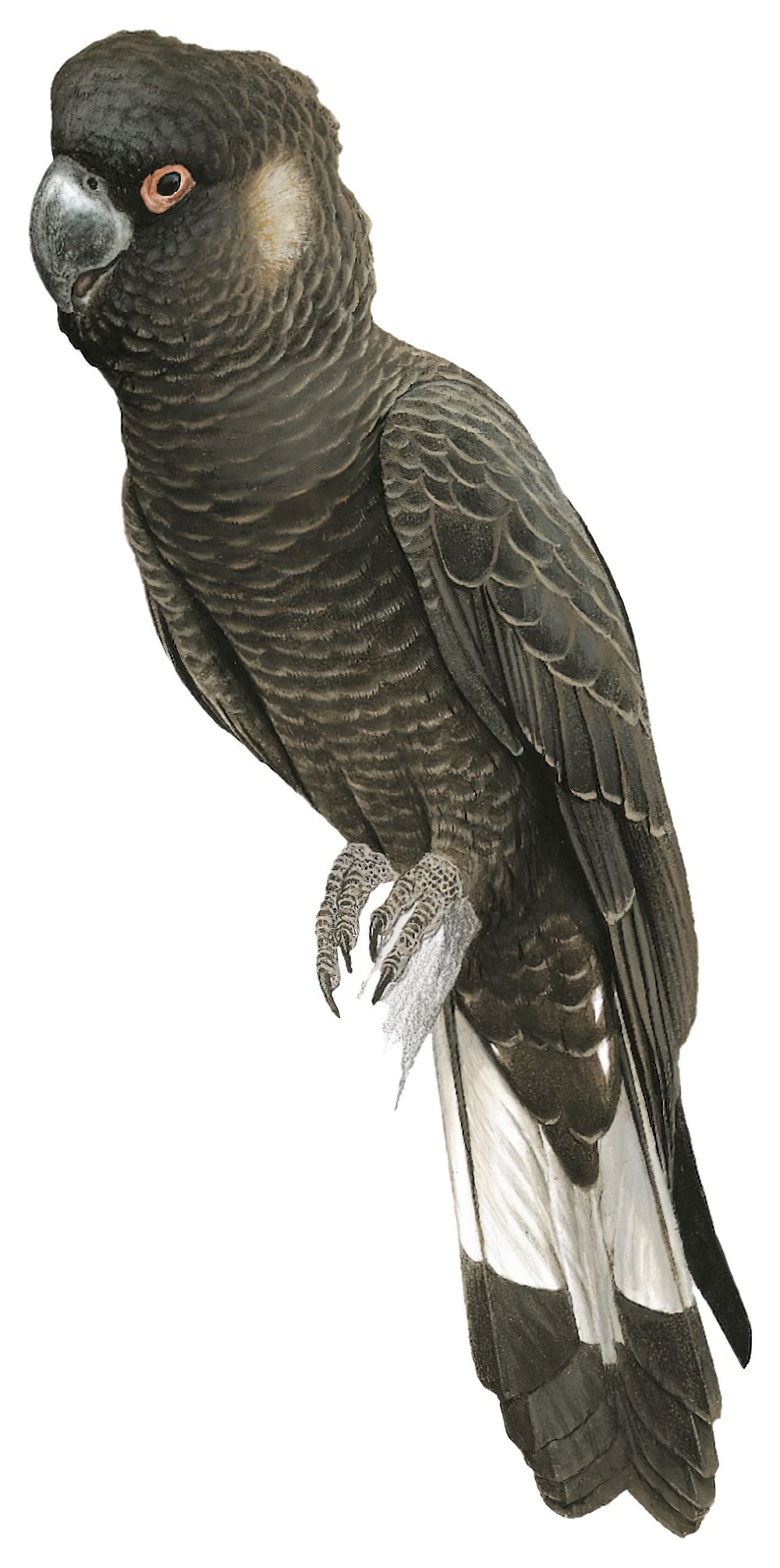 Carnaby\'s Black-Cockatoo / Calyptorhynchus latirostris