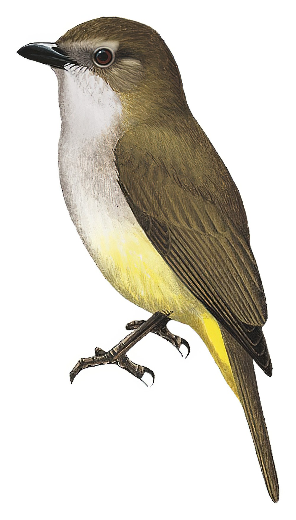 Sulphur-bellied Whistler / Pachycephala sulfuriventer
