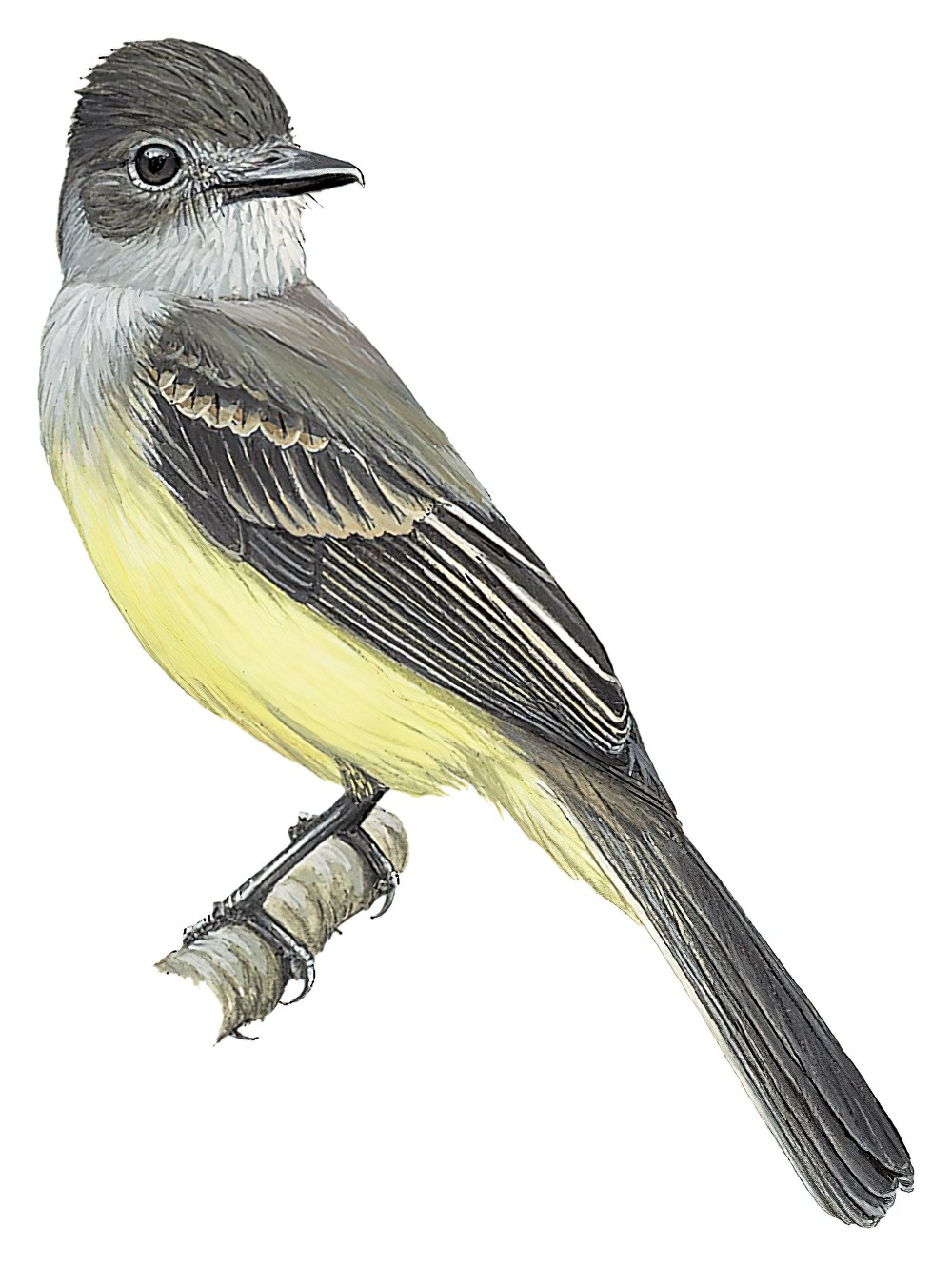 Sooty-crowned Flycatcher / Myiarchus phaeocephalus