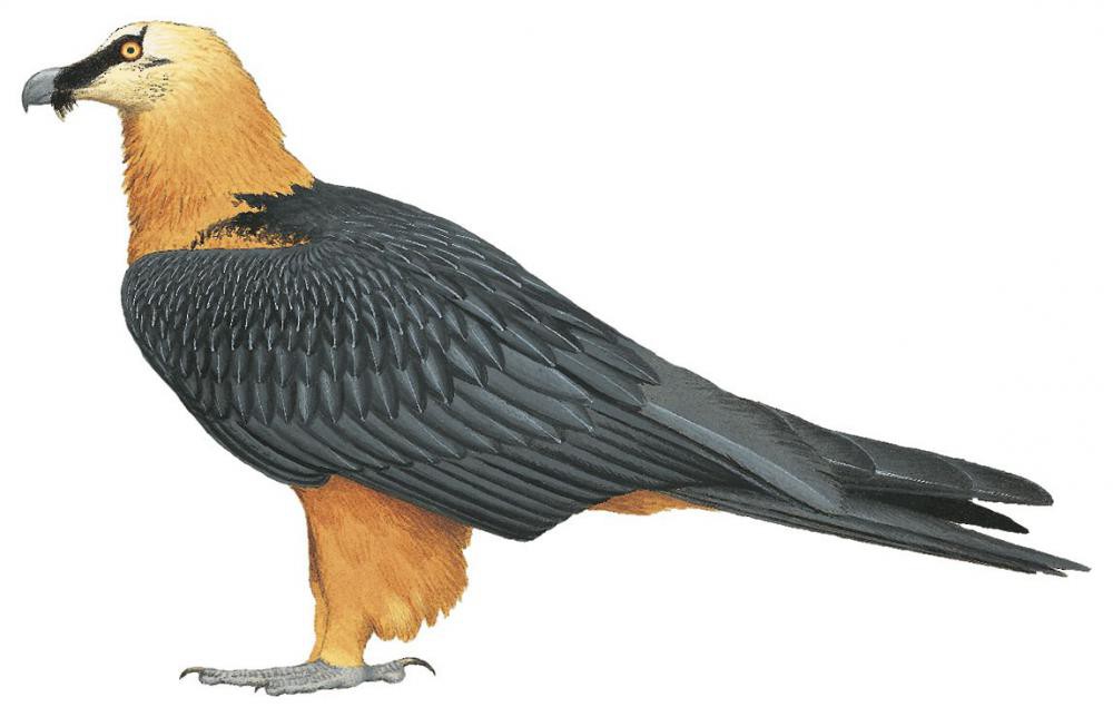 Bearded Vulture / Gypaetus barbatus