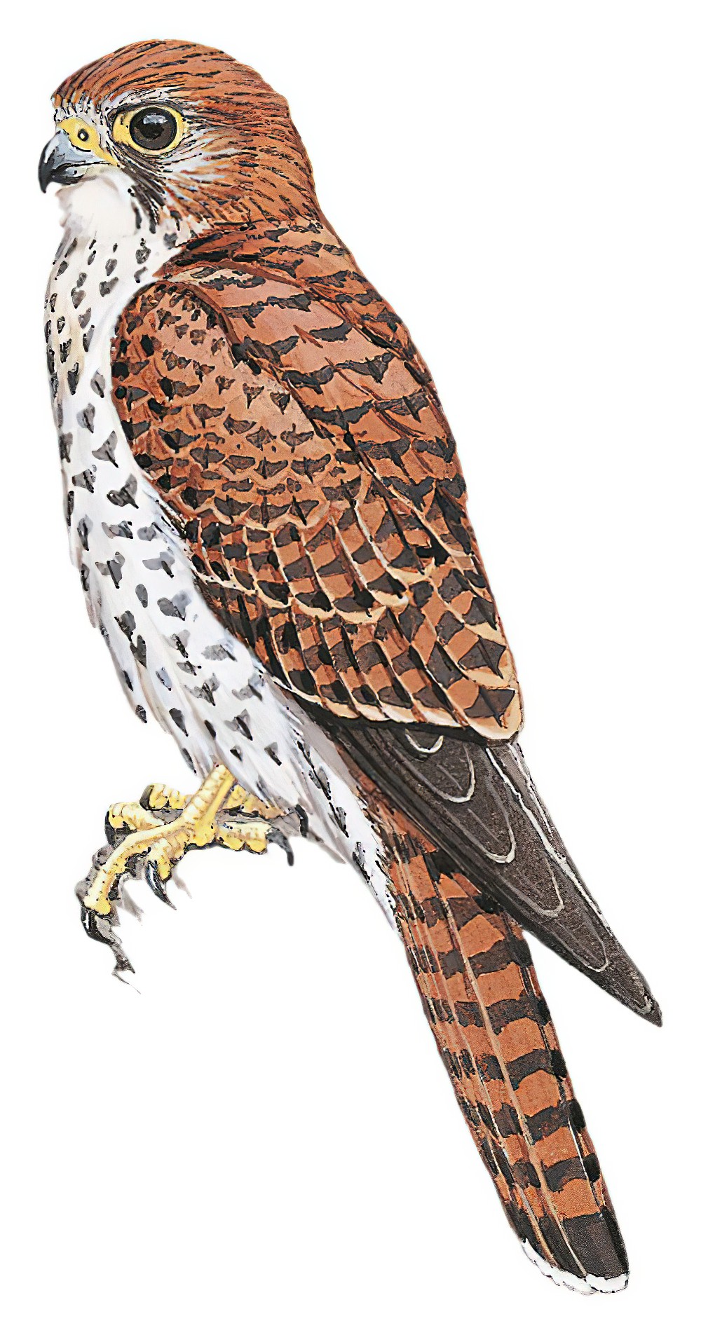 Mauritius Kestrel / Falco punctatus
