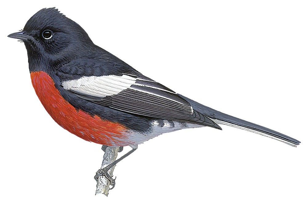 Painted Redstart / Myioborus pictus