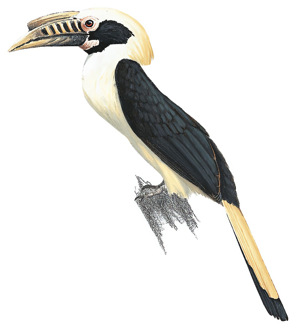 Mindoro Hornbill / Penelopides mindorensis