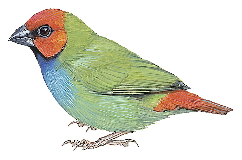 Fiji Parrotfinch / Erythrura pealii