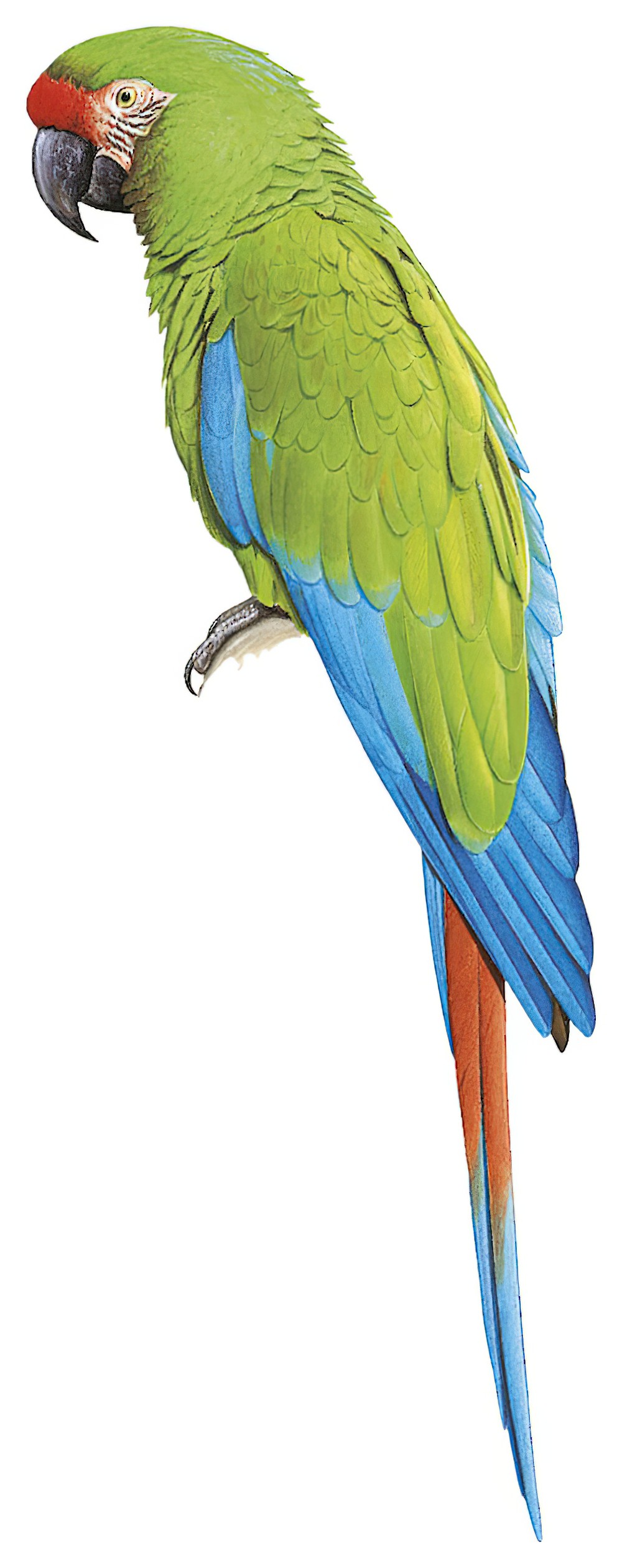 Military Macaw / Ara militaris