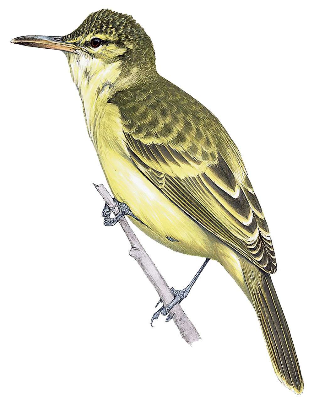 Society Islands Reed Warbler / Acrocephalus musae
