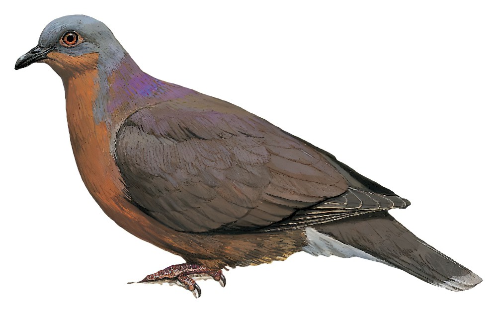 Tawitawi Brown-Dove / Phapitreron cinereiceps