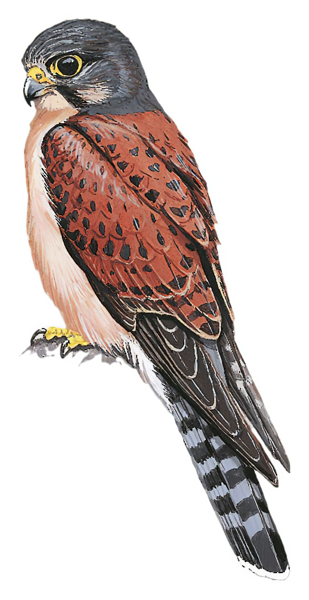 Seychelles Kestrel / Falco araeus