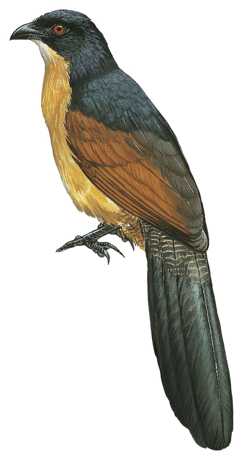 Gabon Coucal / Centropus anselli