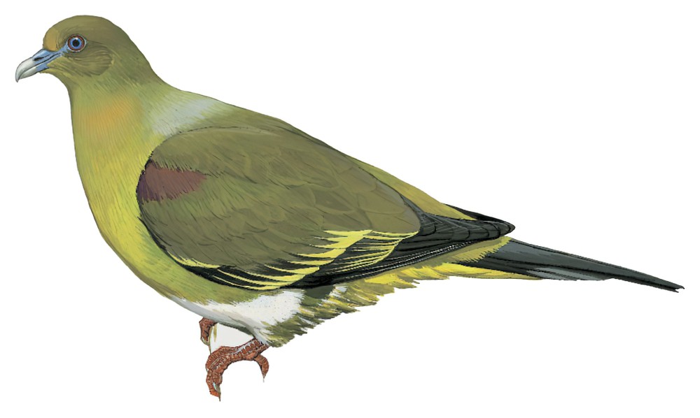 Yellow-vented Green-Pigeon / Treron seimundi
