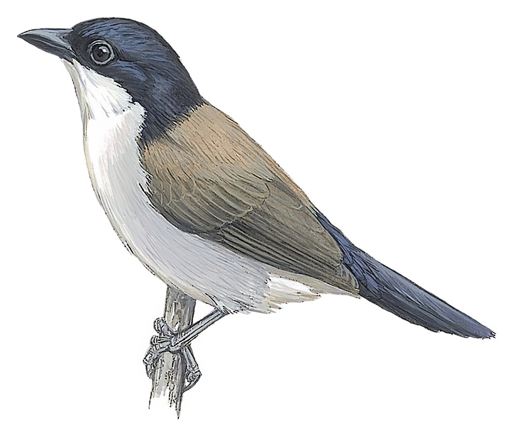 White-breasted Nigrita / Nigrita fusconotus