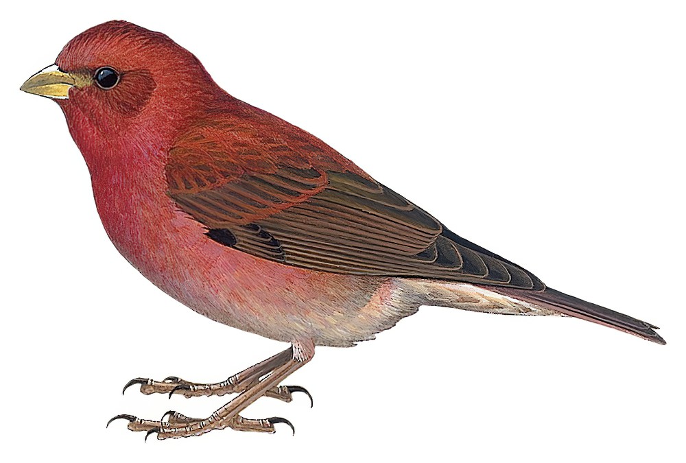 Blanford\'s Rosefinch / Agraphospiza rubescens