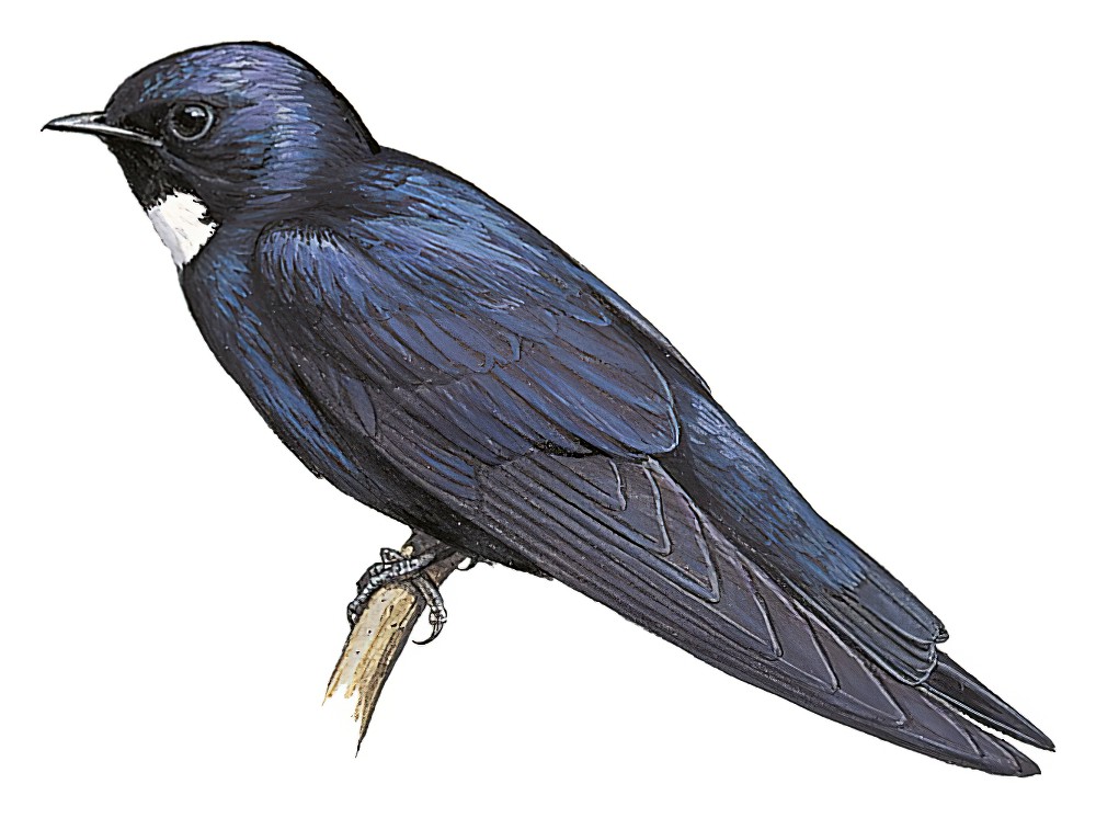 White-throated Blue Swallow / Hirundo nigrita