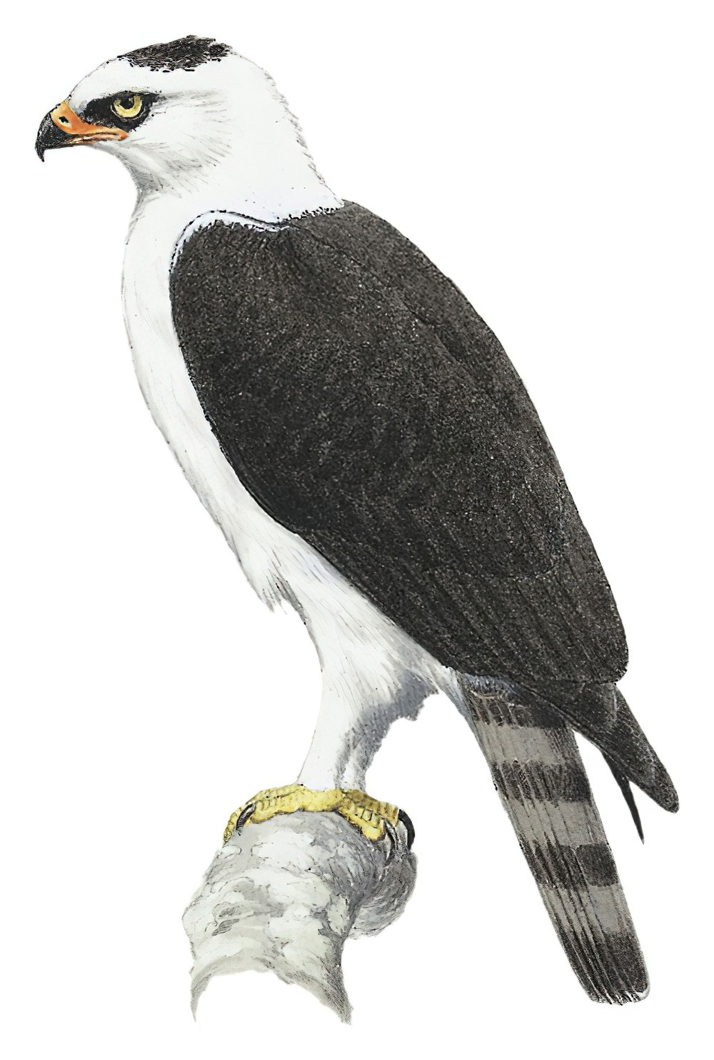 Black-and-white Hawk-Eagle / Spizaetus melanoleucus