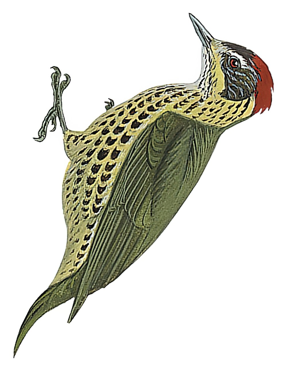 Gabon Woodpecker / Chloropicus gabonensis