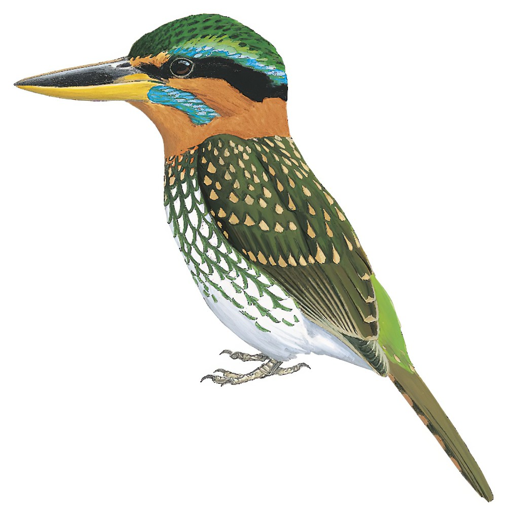 Spotted Kingfisher / Actenoides lindsayi