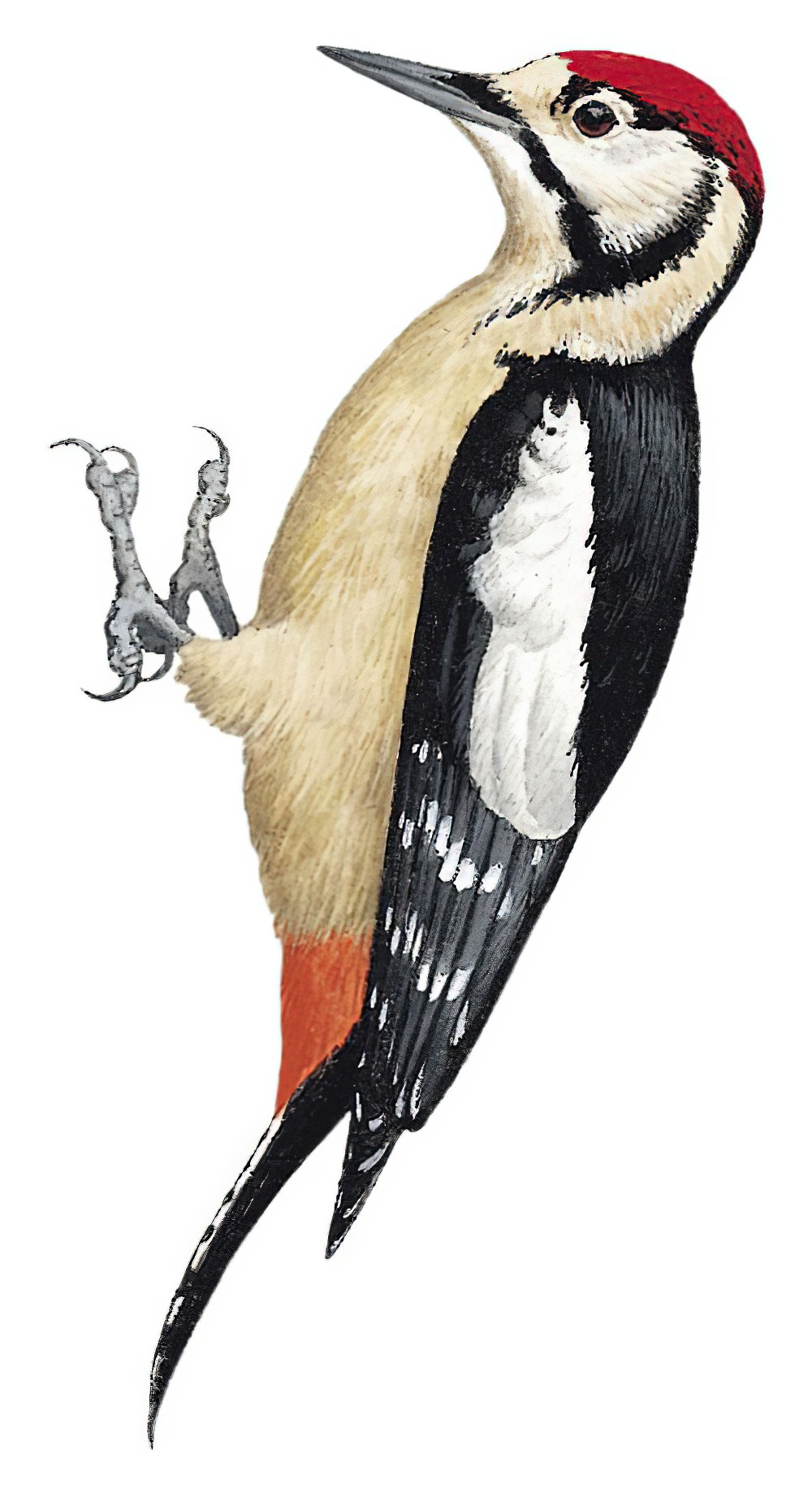Himalayan Woodpecker / Dendrocopos himalayensis