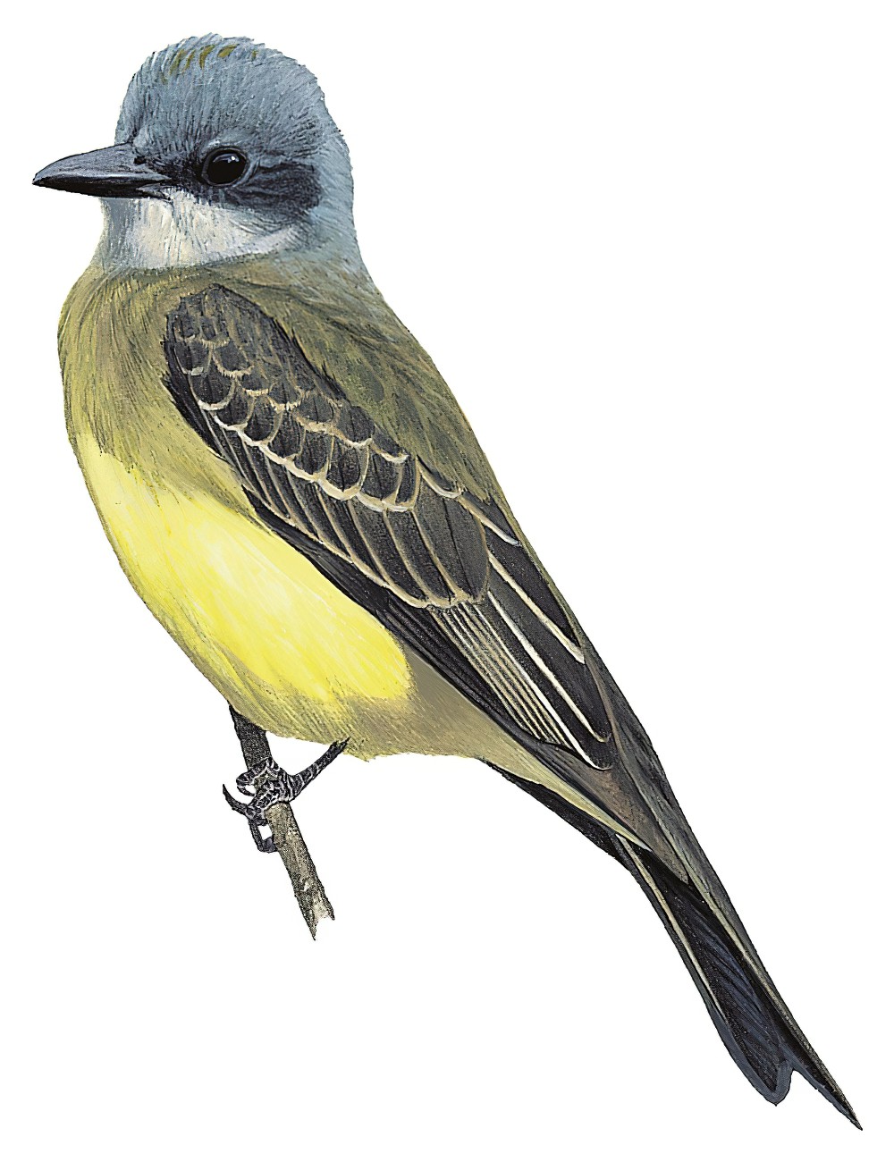 Tropical Kingbird / Tyrannus melancholicus