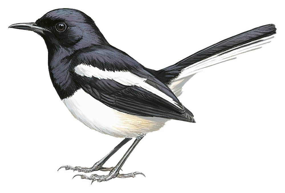 Oriental Magpie-Robin / Copsychus saularis